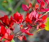 Silver Red Bougainvillea