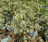 Ficus benjimen plant