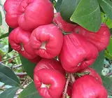 Pink Water Apple Ber (Jamrul) Fruit Plant