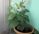 Pipul Plant