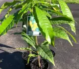 Abiu Fruit Plant – Pouteria Caimito Sweet Exotic Live Fruit Plant