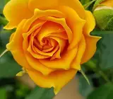 HYBRID GRAFTED ROSE FLOWERING PLANT(YELLOW)