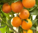 Sweet Chinese orange Fruit plant Grafted