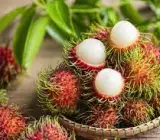 Rambutan - Fruit plant