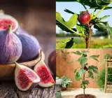 ALL TIME FIG FRUIT PLANT