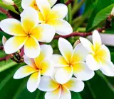 Yellow & White Plumeria Potted Plants