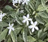 Variegated Tagar FLOWERING PLANT