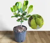 All Time Jack-Fruit ( Grafting ) Plant
