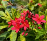 JATROPHA FLOWERING PLANT