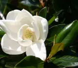 Magnolia Dwarf coco Plant