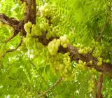 Hybrid Star Gooseberry Plant