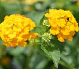 Lantana Flowers Plant - ( Yellow)