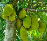 All Time Jack-Fruit ( Grafting ) Plant