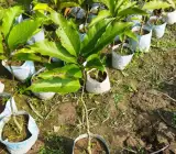 Swarna chapa – Magnolia champaca Flowers plant