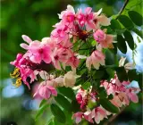 Cassia Javanica Plant – Pink Shower Tree Live Flowering Plant