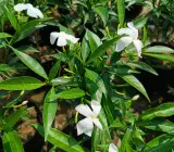SENTED TAGAR FLOWERING PLANT