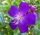Begum Bahar Flower Plant