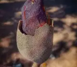 Sweet Tamarind Plant