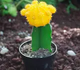 Moon Cactus (Grafted, Yellow) – Cactus Plant