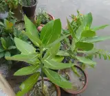 Swet Akanda Plant