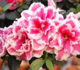 Azalea flowering plants(WHITE AND PINK)