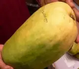 Nurjahan-Mango-Plant---Grafted-and-Hybrid-Plant