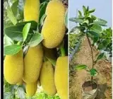 Gumless Jackfruit Grafted Hybrid Fruit Plant – Premium Low-Latex Jackfruit Live Plant