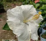 AMERICAN HIBISCUS PLANT(white)