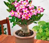 Adenium Aarabicum (Desert Rose) Plant