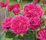 Climbing Rose Flower Plants
