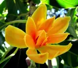 Swarna chapa – Magnolia champaca Flowers plant