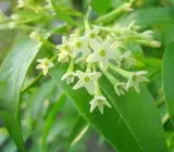Hasnuhana Flower Plant