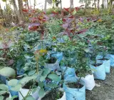 Abracadabra Rose Grafting Plants