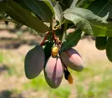 Thai B -5 (Grafting )mango- Fruit plant