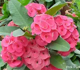 Euphorbia flowering plant(PINK)