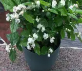 Jasmine Sambac plant