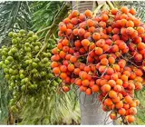 Betel Nut Dwarf Plant