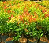 Syzygium Campanulatum, Christina tree - Plant