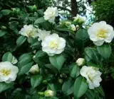 CAMELLIA FLOWERING PLANT(WHITE)