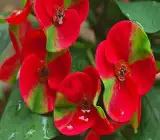 Euphorbia flowering plant(RED)
