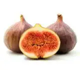 ALL TIME FIG FRUIT PLANT