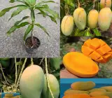 Kesar Mango ( Grafting ) Fruit Plant