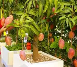 Vastara Mango Plant _ Grafted and Hybrid Plants