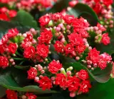 Florist Kalanchoe FLOWERING PLANT(RED)