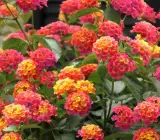 Lantana Flowers Plant- ( Red)