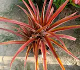 Red Pineapple fruit plant