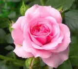 HYBRID GRAFTED ROSE FLOWERING PLANT(LIGHT PURPLE)