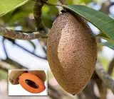 Thai Long Sapota Fruit Plant