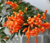 Flaming Trumpet plant