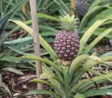Pineapple Fruit Plant